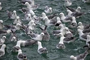 Tubinare Prints: RF - Fulmar (Fulmarus glacialis) flock feeding on sea surface