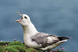 Calling Prints: RF - Fulmar (Fulmarus glacialis) perched on cliff top calling