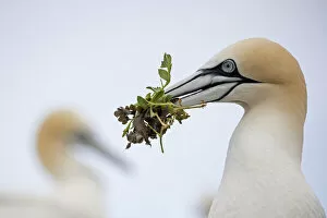2018 March Highlights Collection: RF - Gannet (Morus bassanus) close-up portrait with nesting material in beak, , Saltee Islands