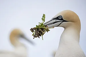 RF - Gannet (Morus bassanus) close-up portrait with nesting material in beak, , Saltee Islands