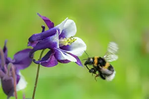 Ranunculaceae Prints: RF - Garden bumblebee (Bombus hortorum) feeding on a Columbine (Aquilegia vulgaris) flower in a garden