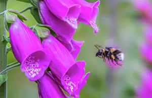 Bumble Bee Prints: RF - Garden bumblebee (Bombus hortorum) feeding on a Foxglove (Digitalis purpurea) flower in a garden