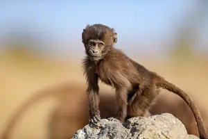 Upland Prints: RF - Gelada baboon (Theropithecus gelada) infant standing on a rock