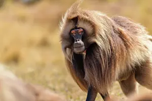 Upland Prints: RF - Gelada baboon (Theropithecus gelada) male