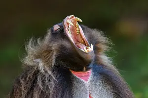 Upland Prints: RF - Gelada baboon (Theropithecus gelada) male