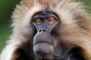 Upland Prints: RF - Gelada baboon (Theropithecus gelada) male