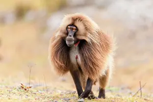 Hairy Prints: RF - Gelada baboon (Theropithecus gelada) male