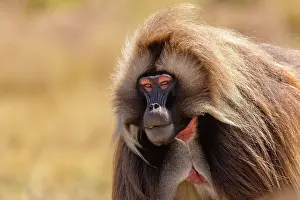 Monkey Prints: RF - Gelada baboon (Theropithecus gelada) male