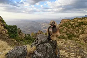 Monkey Prints: RF - Gelada baboon (Theropithecus gelada) male