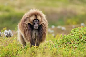 Upland Prints: RF - Gelada baboon (Theropithecus gelada) male walking through mountain grassland