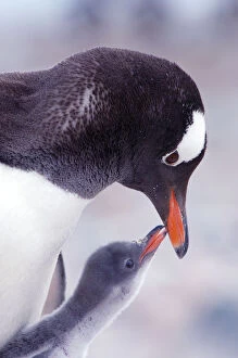 Affection Gallery: RF- Gentoo Penguin (Pygoscelis papua) chick begging parent for food, Antarctica