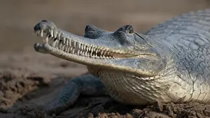 Threatening Prints: RF - Gharial (Gavialis gangeticus) with teeth visible