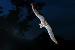 Australia Prints: RF - Ghost bat (Macroderma gigas) in flight along the edge of a high escarpment shortly before sunrise