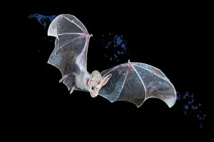RF - Ghost bat (Macroderma gigas) male in flight at night, Adelaide River Hills, Northern Territory, Australia