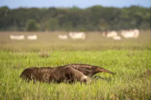RF - Giant anteater (Myrmecophaga tridactyla) walking on ranch