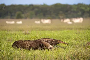 Myrmecophaga Iubata Prints: RF - Giant anteater (Myrmecophaga tridactyla) walking on ranch