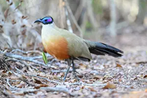 Menabe Prints: RF - Giant coua (Coua gigas) portrait