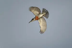 West Africa Prints: RF - Giant kingfisher (Megaceryle maxima) male
