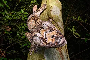Gecko Prints: RF - Giant leaf-tailed gecko (Uroplatus giganteus) walking along branch at night