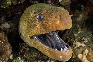 RF - Giant moray (Gymnothorax javanicus) with mouth open, looming out of a crevice in coral reef at night