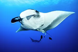 Rays Prints: RF - Giant oceanic manta (Mobula birostris) with Remoras (Remora remora)