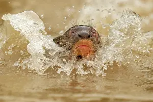 Pantanal Prints: RF - Giant otter (Pteronura brasiliensis) swimming in river