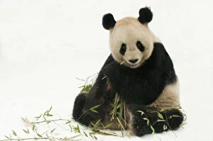 Ailuropoda Melanoleuca Gallery: RF- Giant panda (Ailuropoda melanoleuca) feeding on bamboo in snow. Captive born in 2000