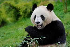 Giant Panda Collection: RF - Giant panda (Ailuropoda melanoleuca) eating bamboo. Beauval zoo, France