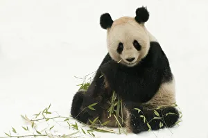 Rf16q4 Prints: RF- Giant panda (Ailuropoda melanoleuca) feeding on bamboo in snow. Captive born in 2000