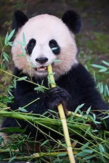Zoos Prints: RF - Giant panda (Ailuropoda melanoleuca) female