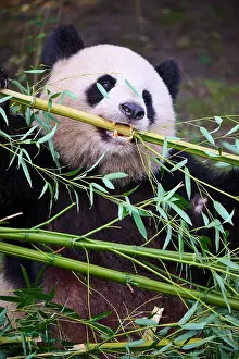 Zoos Prints: RF - Giant panda (Ailuropoda melanoleuca) female