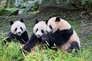 Side By Side Prints: RF - Giant panda (Ailuropoda melanoleuca) female with two cubs