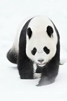 Ailuropoda Melanoleuca Gallery: RF - Giant panda (Ailuropoda melanoleuca) in snow, captive