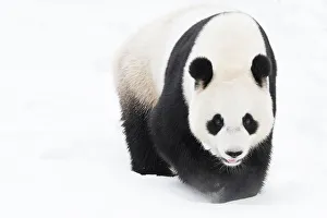 RF - Giant panda (Ailuropoda melanoleuca) in snow, captive