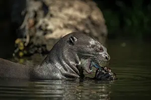 Pantanal Prints: RF - Giant river otter (Pteronura brasiliensis) feeding on fish in river