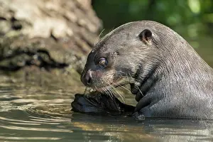 Pantanal Prints: RF - Giant river otter (Pteronura brasiliensis) feeding on fish in river