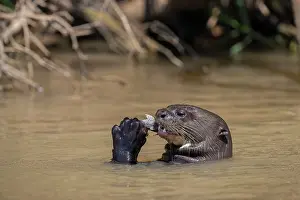 Pantanal Prints: RF - Giant river otter (Pteronura brasiliensis) feeding on fish in river