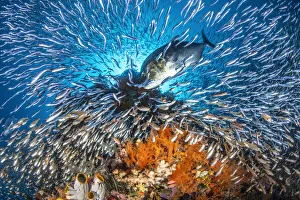 Misool Prints: RF - A giant trevally (Caranx ignobilis) scatters baitfish (silversides and cardinalfish