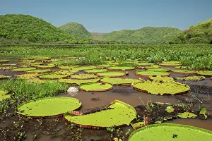 Water Lilies Prints: RF - Giant water lilies (Victoria sp)