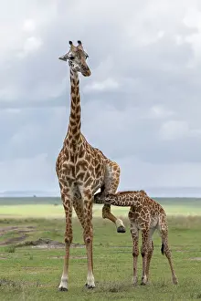 Giraffe Prints: RF - Giraffe (Giraffa camelopardalis) female