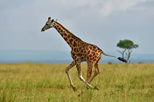 Animal Markings Prints: RF - Giraffe (Giraffa camelopardalis) running across grassland