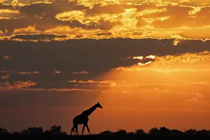 Silhouetted Prints: RF - Giraffe (Giraffa camelopardalis) silhouetted at sunset