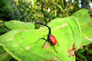 RF - Giraffe-necked weevil (Trachelophorus giraffa) male, resting on leaf of favourite host tree (Dichaetanthera cordifolia) in montane rainforest, Maromizaha Forest