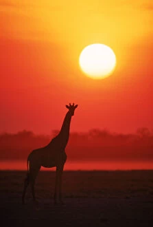 Images Dated 3rd April 2003: RF- Giraffe silhouette at sunset. Namibia, Etosha National Park
