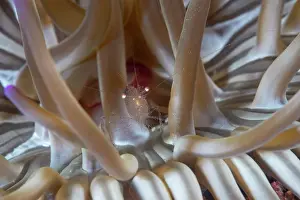 Croatia Prints: RF - Glass shrimp (Periclimenes scriptus) commensal with Sand anemone (Condylactis aurantiaca)