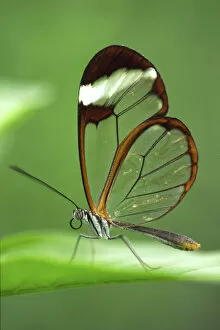 Size Gallery: RF- Glasswing butterfly (Greta oto), Costa Rica