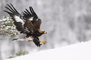 Eagles Gallery: RF- Golden eagle (Aquila chrysaetos) landing in snow, Flatanger, Norway. November