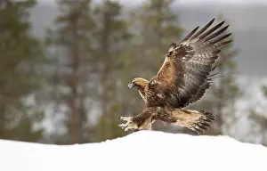 Aquila Prints: RF - Golden eagle (Aquila chrysaetos) landing on snow