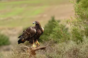 Aquila Prints: RF - Golden eagle (Aquila chrysaetos) perched on branch