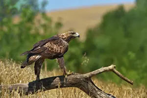 Navarre Prints: RF- Golden eagle (Aquila chrysaetos) perched on dead branch